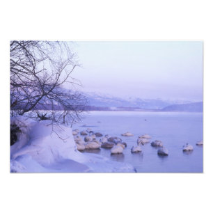 Asien, Japan, Hokkaido, Akan NP, Whopper Swans Fotodruck