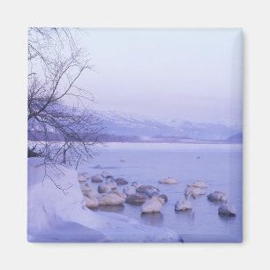 Asien, Japan, Hokkaido, Akan NP, Whopper Swans Magnet