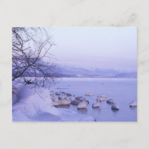 Asien, Japan, Hokkaido, Akan NP, Whopper Swans Postkarte