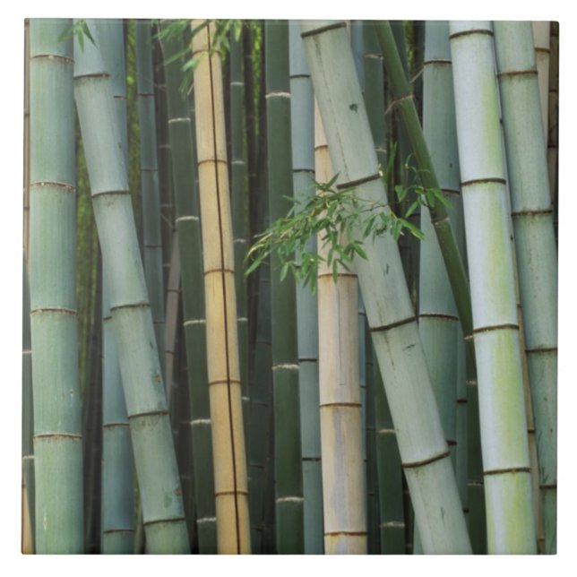 Asien, Japan, Kyoto, Arashiyama, Sagano, Bamboo Fliese (Vorderseite)