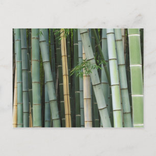 Asien, Japan, Kyoto, Arashiyama, Sagano, Bamboo Postkarte