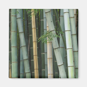 Asien, Japan, Kyoto, Arashiyama, Sagano, Bambus Magnet