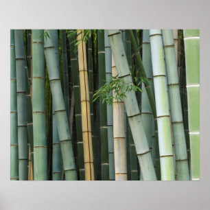 Asien, Japan, Kyoto, Arashiyama, Sagano, Bambus Poster