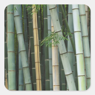 Asien, Japan, Kyoto, Arashiyama, Sagano, Bambus Quadratischer Aufkleber