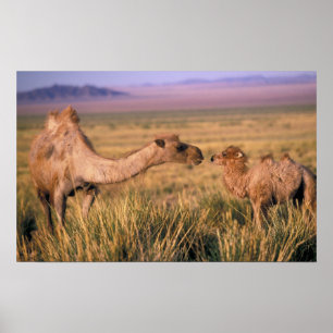 Asien, Mongolei, Gobi-Wüste, Große Gobi Poster