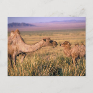 Asien, Mongolei, Gobi-Wüste, Große Gobi Postkarte