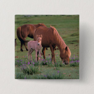 Asien, Mongolei, Gobi-Wüste. Wilde Pferde Button