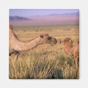 Asien, Mongolei, Wüste Gobi, Großer Gobi Magnet