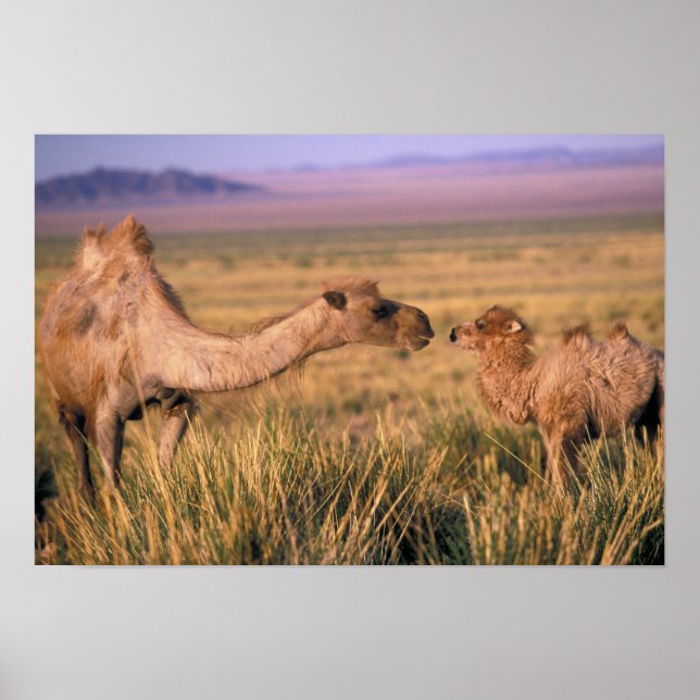 Asien, Mongolei, Wüste Gobi, Großer Gobi Poster (Vorne)