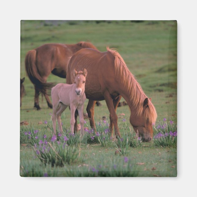 Asien, Mongolei, Wüste Gobi. Wilde Pferde Magnet (Vorne)