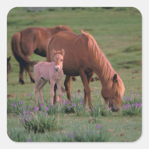 Asien, Mongolei, Wüste Gobi. Wilde Pferde Quadratischer Aufkleber