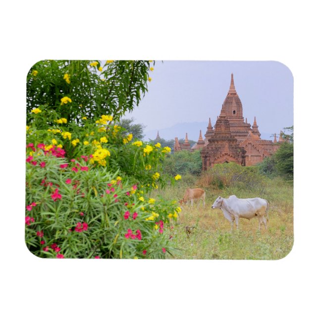 Asien, Myanmar (Birma), Bagan (Heide). Kühe Magnet (Horizontal)
