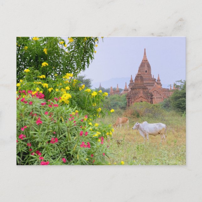 Asien, Myanmar (Birma), Bagan (Heide). Kühe Postkarte (Vorderseite)