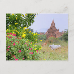 Asien, Myanmar (Birma), Bagan (Heide). Kühe Postkarte
