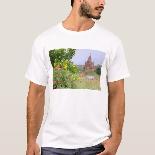 Asien, Myanmar (Birma), Bagan (Heide). Kühe T-Shirt (Vorderseite)