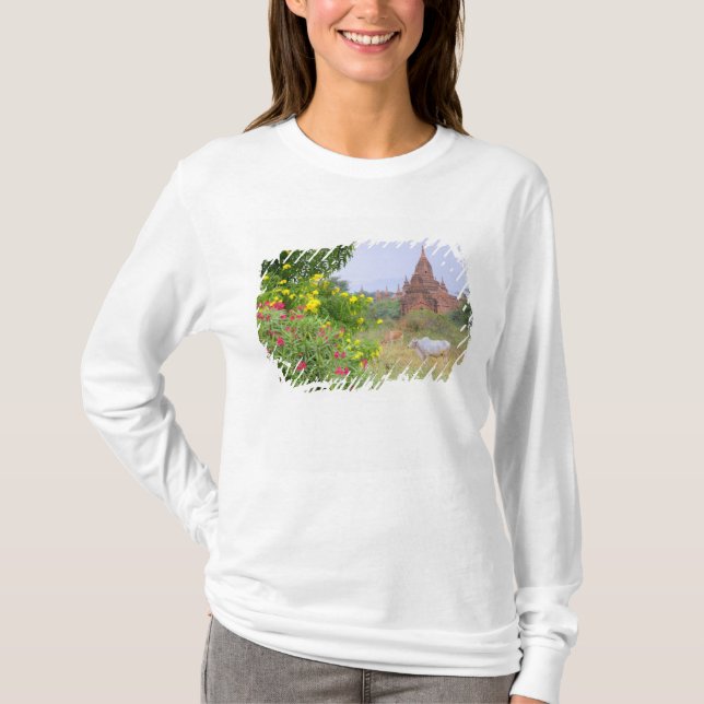 Asien, Myanmar (Birma), Bagan (Heide). Kühe T-Shirt (Vorderseite)