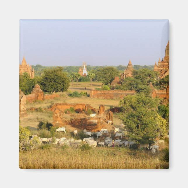 Asien, Myanmar (Birma), Bagan (Heide). Rinderpass Magnet (Vorne)