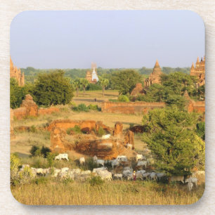 Asien, Myanmar (Birma), Bagan. Kühe passieren Getränkeuntersetzer