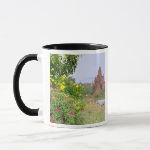 Asien, Myanmar (Birma), Bagan. Kühe Tasse