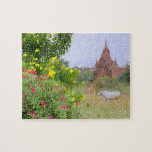 Asien, Myanmar (Birma), Bagan (Pagan). Kühe Puzzle