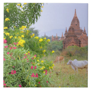 Asien, Myanmar (Burma), Bagan (Pagan). Kühe Fliese