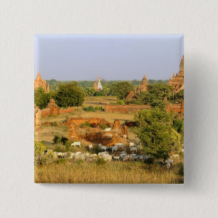 Asien, Myanmar (Burma), Bagan (Pagan). Kühe passie Button