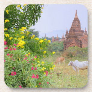 Asien, Myanmar (Burma), Bagan (Pagan). Kühe Untersetzer
