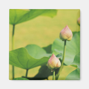 Asien, Thailand, Bangkok. Grand Palace, Lotus Magnet