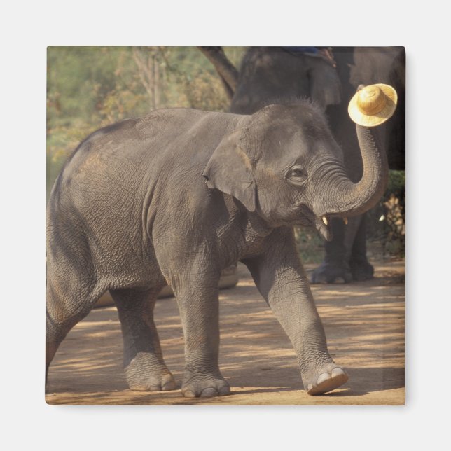 Asien, Thailand, Lampang Bowing with hat - Thai Magnet (Vorne)