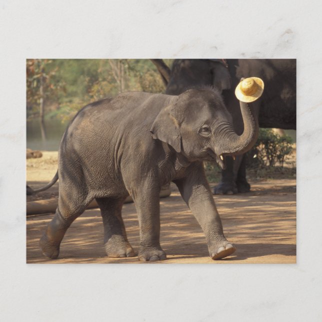 Asien, Thailand, Lampang Bowing with hat - Thai Postkarte (Vorderseite)