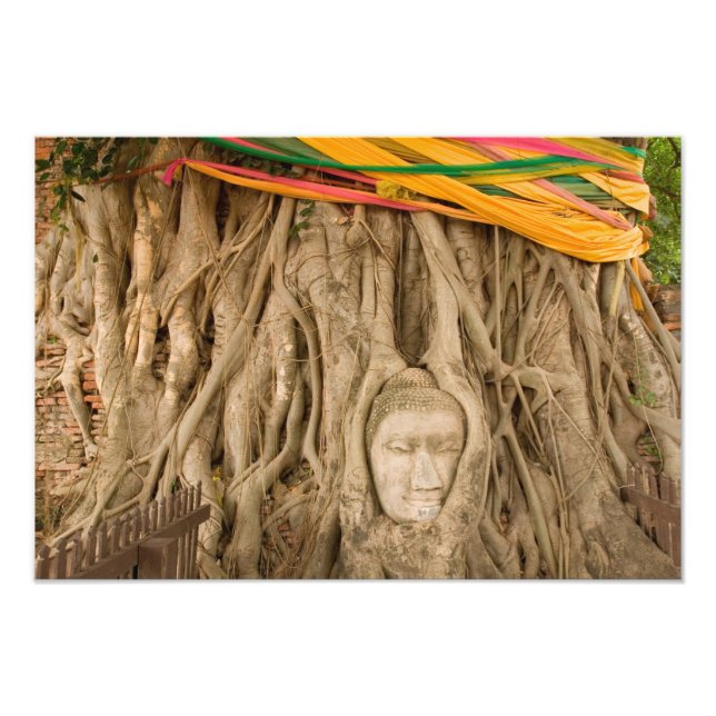 Asien, Thailand, Siam, Buddha in Baumruten Fotodruck (Vorne)