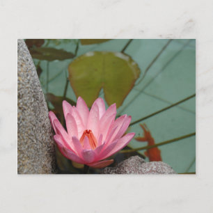 Asien, Vietnam. Seerose in einem Tempelteich Postkarte