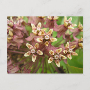 Asklepiade Postkarte