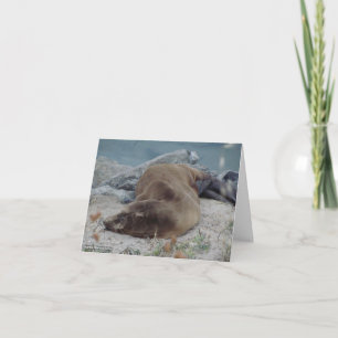 Asleep on the Rocks (Sea Lion) Karte