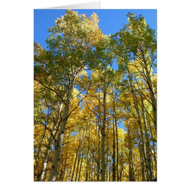 Aspekte im Fall (Vorne)