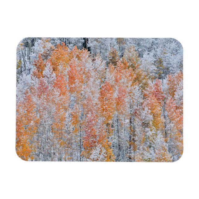 Aspekte und Schnee | Rocky Mountains, Colorado Magnet (Horizontal)