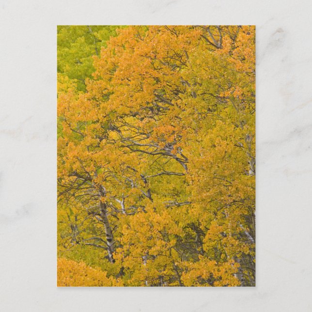 Aspen-Anbau in spitzen Herbstfarben nahe Ost Postkarte (Vorderseite)