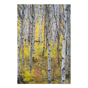 Aspen-Anbau in Spitzenfallfarbe im Gletscher Fotodruck