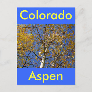 Aspen Baum Blick nach oben durch gelbe Blätter. Postkarte