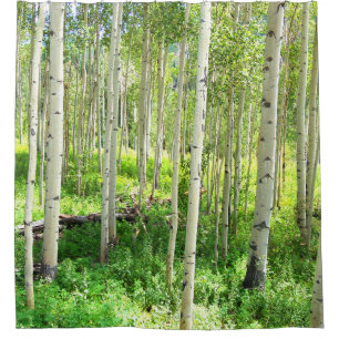 Aspen-Bäume Duschvorhang