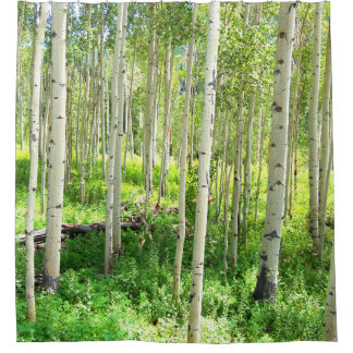 Aspen-Bäume Duschvorhang