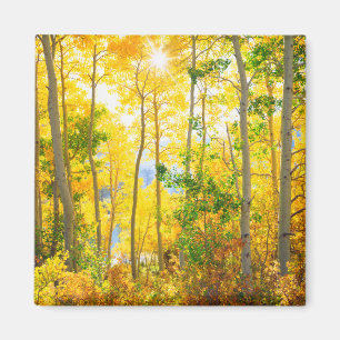 Aspen Bäume im Fall  Sierra Nevada Mountains, CA Magnet