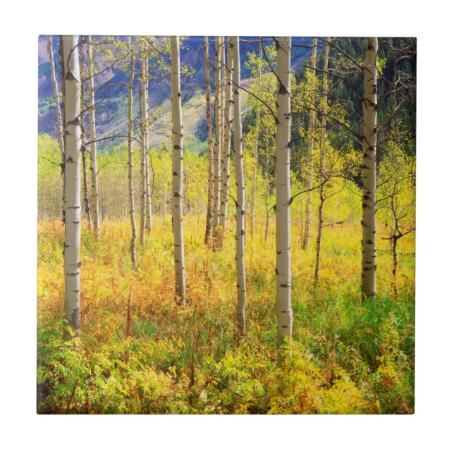 Aspen Bäume im Herbst in den Rockies Fliese (Vorderseite)