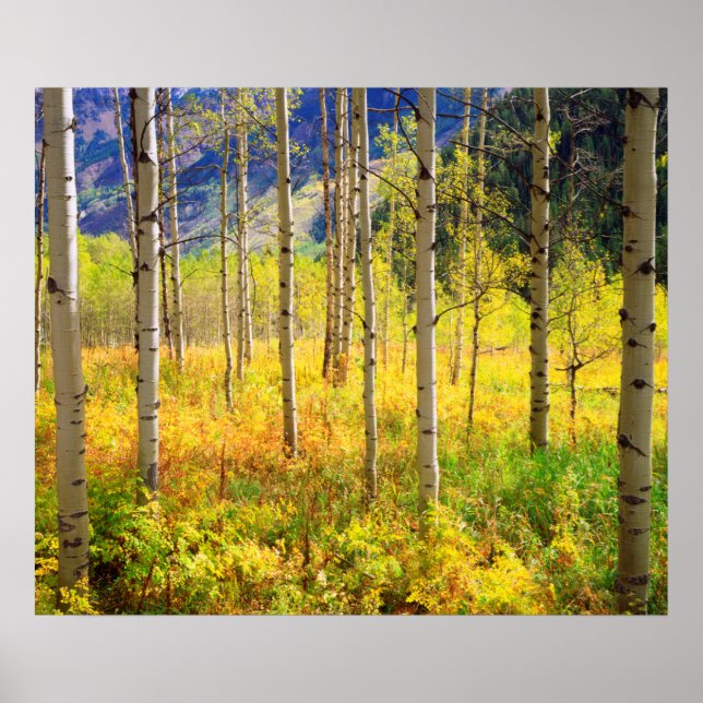 Aspen Bäume im Herbst in den Rockies Poster (Vorne)