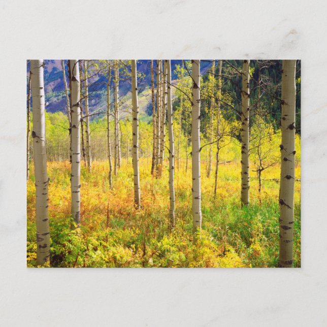 Aspen Bäume im Herbst in den Rockies Postkarte (Vorderseite)
