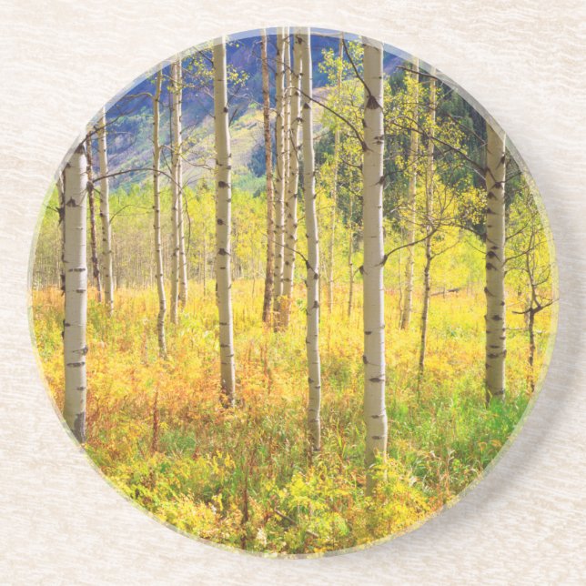 Aspen Bäume im Herbst in den Rockies Untersetzer (Vorne)