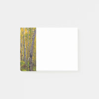 Aspen Bäume im Wald