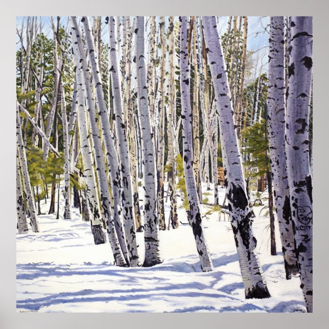 Aspen Bäume im Wald Poster (Vorne)