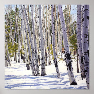 Aspen Bäume im Wald Poster