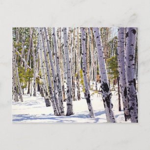 Aspen Bäume im Wald Postkarte